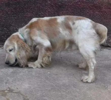 Cachorro ra a Cocker idade 6 ou mais anos nome Sebastian