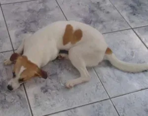 Cachorro raça vira lata idade 2 anos nome Rico