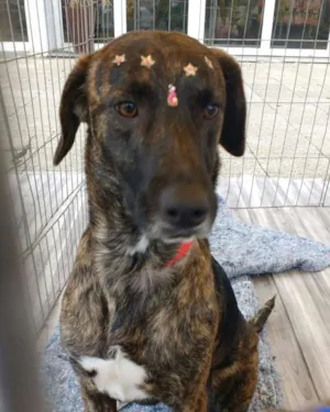 Cachorro raça SRD idade 2 anos nome bebel