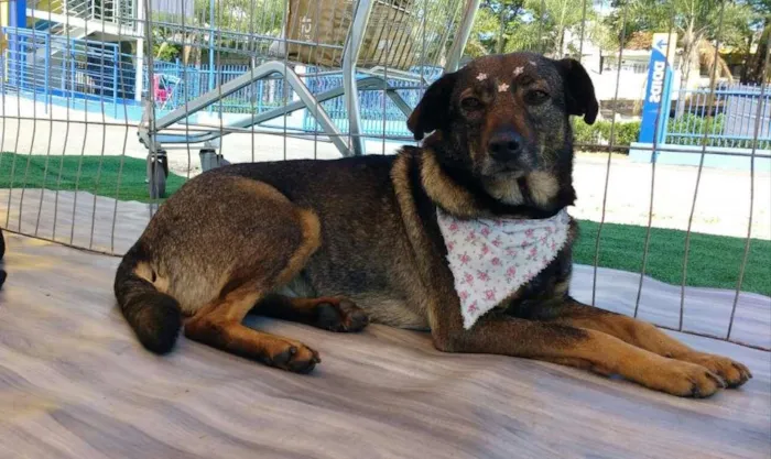 Cachorro ra a SRD idade 3 anos nome PETUNIA