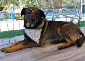 Cachorro raça SRD idade 3 anos nome PETUNIA
