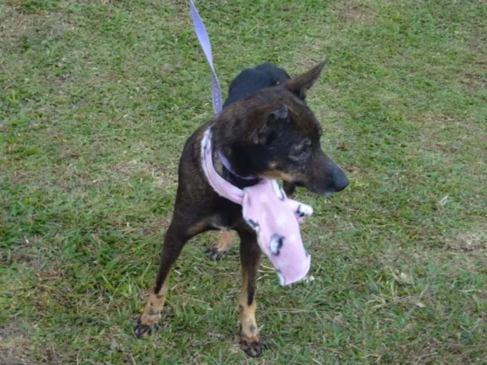 Cachorro raça SRD idade 3 anos nome MOLLY