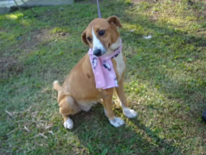 Cachorro ra a SRD idade 4 anos nome CAROL