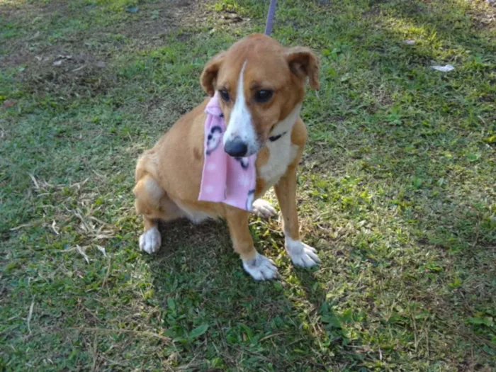 Cachorro ra a SRD idade 4 anos nome CAROL