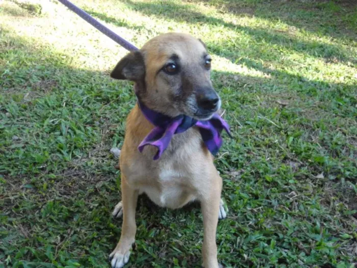 Cachorro ra a SRD idade 5 anos nome SACHA