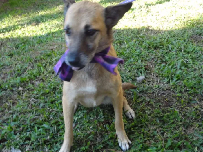 Cachorro ra a SRD idade 5 anos nome SACHA