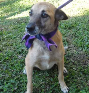 Cachorro raça SRD idade 5 anos nome SACHA
