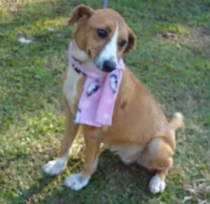 Cachorro raça SRD idade 4 anos nome CAROL