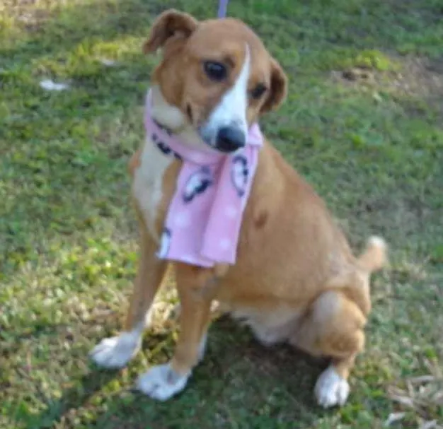Cachorro ra a SRD idade 4 anos nome CAROL