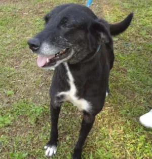 Cachorro raça SRD idade 4 anos nome DANY