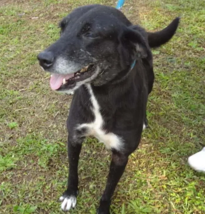 Cachorro ra a SRD idade 4 anos nome DANY