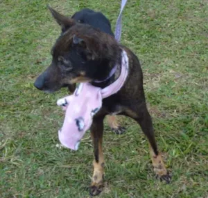 Cachorro raça SRD idade 3 anos nome MOLLY