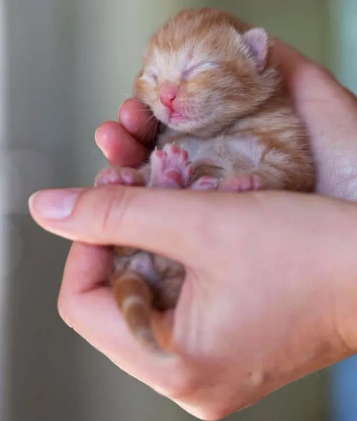 Gato ra a  idade Abaixo de 2 meses nome Principe