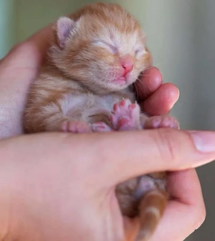 Gato ra a  idade Abaixo de 2 meses nome Principe