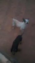 Toquinho e toto