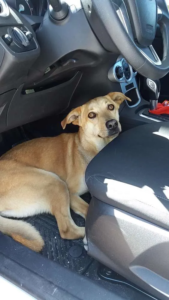 Cachorro ra a S/N idade 7 a 11 meses nome Flor 