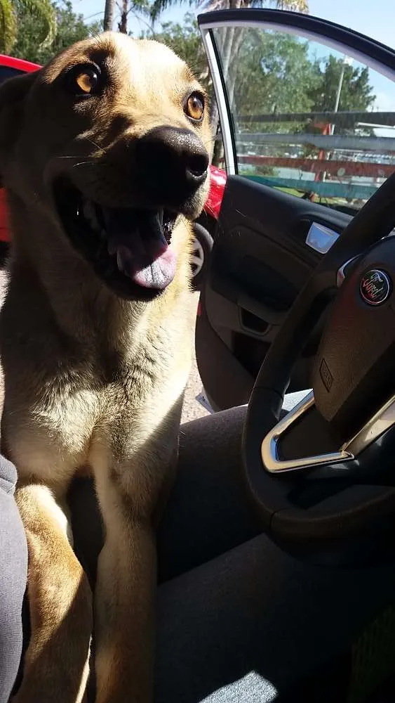 Cachorro ra a S/N idade 7 a 11 meses nome Flor 