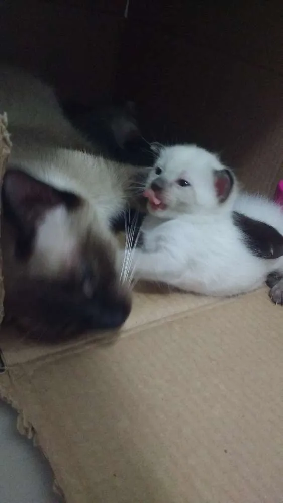 Gato ra a Siamês Mestiço  idade Abaixo de 2 meses nome Brisa