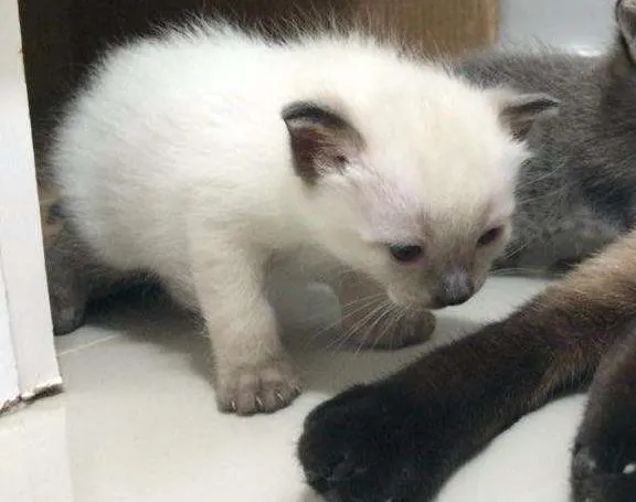 Gato ra a Siamês Mestiço  idade Abaixo de 2 meses nome Brisa