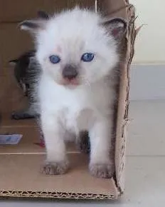 Gato ra a Siamês Mestiço  idade Abaixo de 2 meses nome Brisa