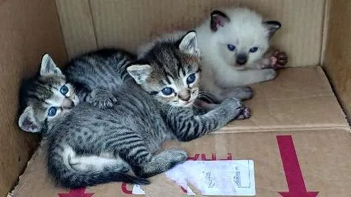 Gato ra a Siamês Mestiço  idade Abaixo de 2 meses nome Brisa