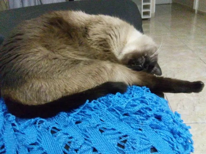 Gato ra a Siamês  idade 2 anos nome Marrie