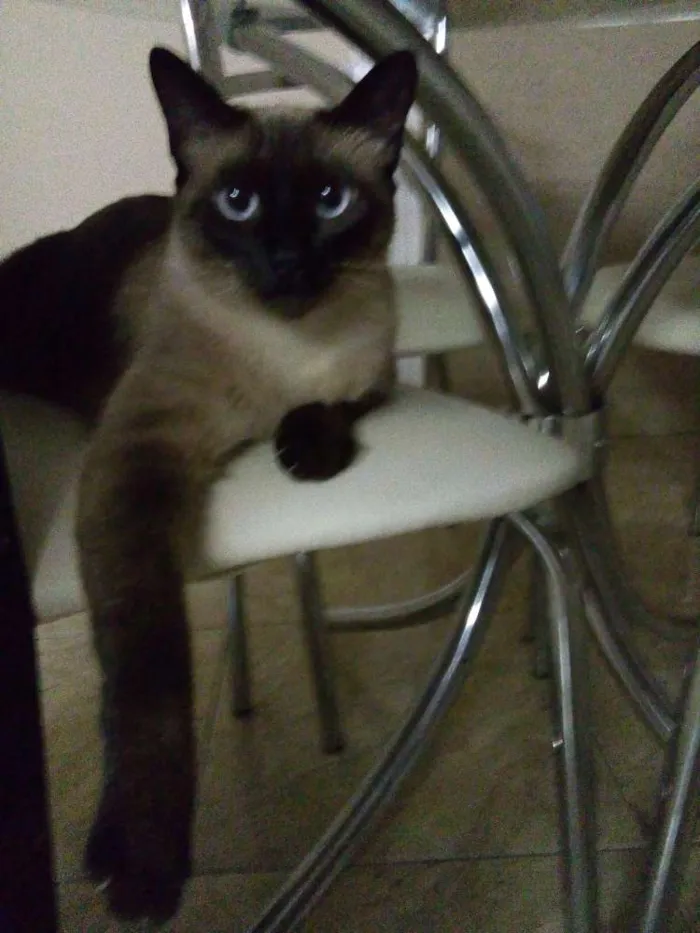 Gato ra a Siamês  idade 2 anos nome Marrie
