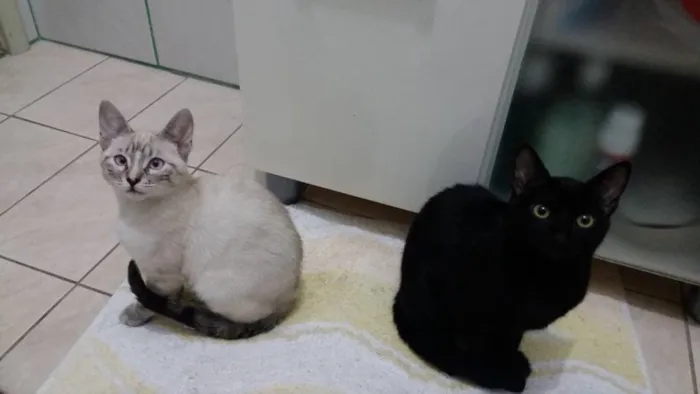 Gato ra a Sem raça  idade 7 a 11 meses nome Nina e Princesa
