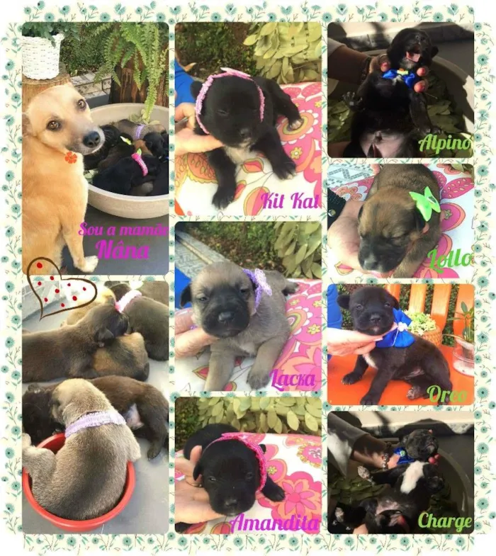 Cachorro ra a SRD idade 2 a 6 meses nome Bebês
