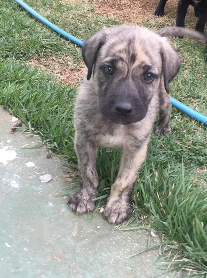 Cachorro ra a SRD  idade  nome Sem nome
