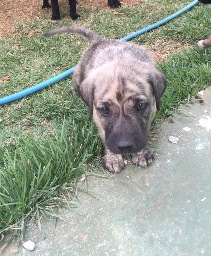 Cachorro ra a SRD  idade  nome Sem nome