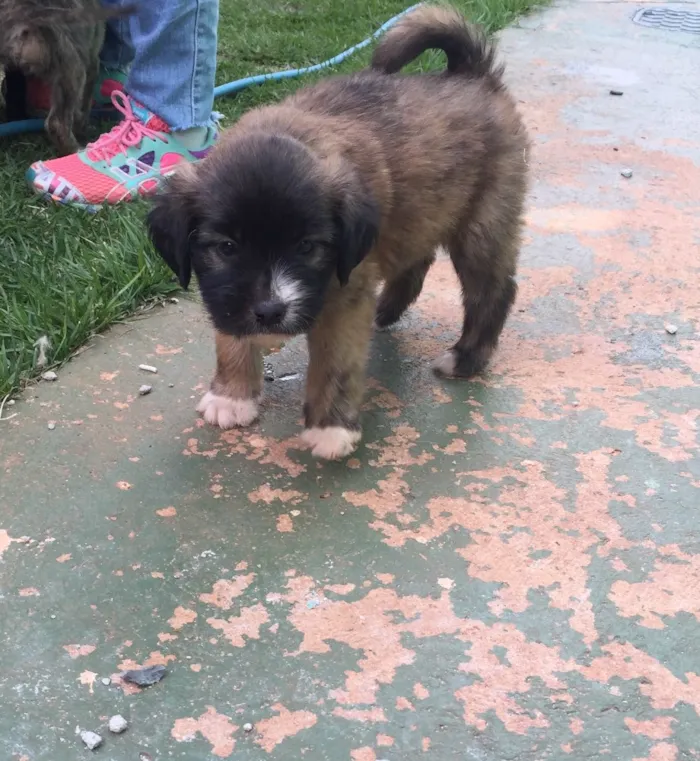 Cachorro ra a SRD  idade  nome Sem nome