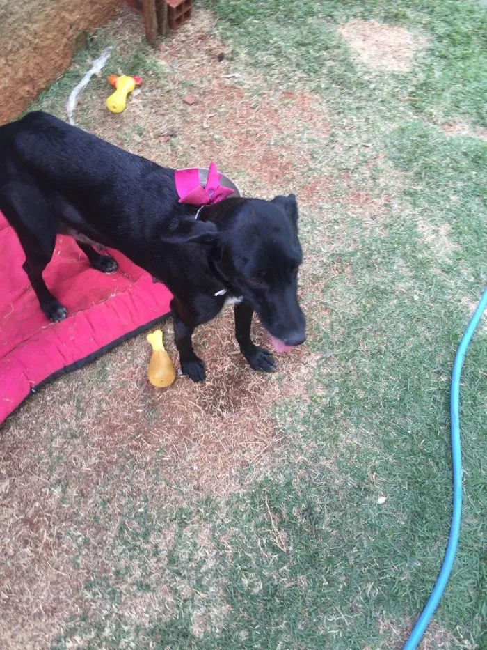 Cachorro ra a SRD  idade 2 anos nome Vick