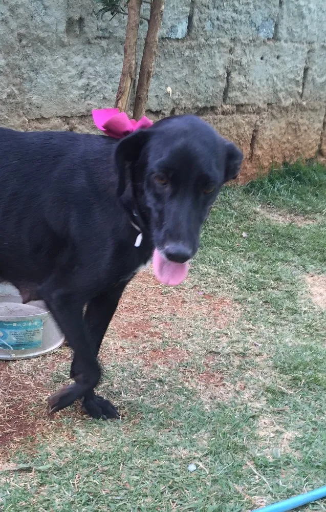Cachorro ra a SRD  idade 2 anos nome Vick