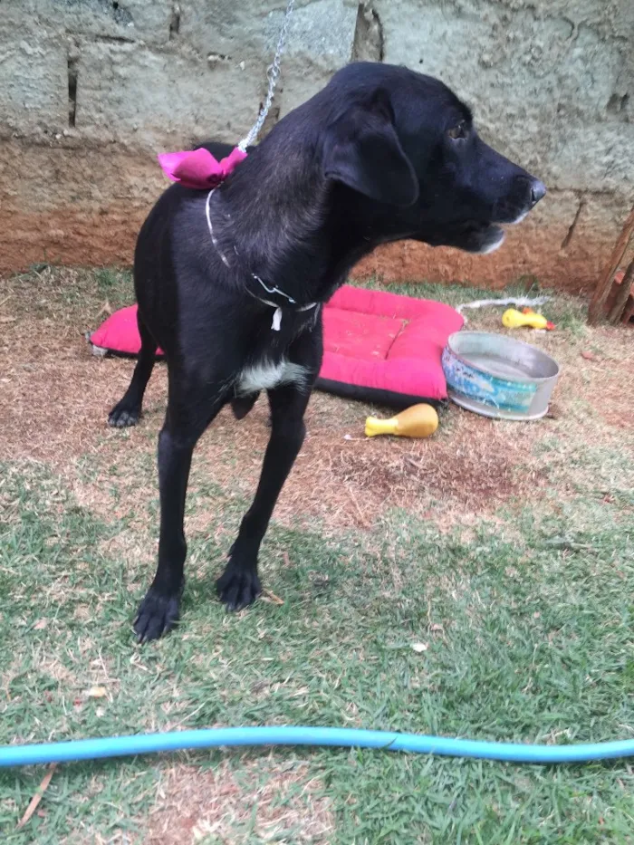 Cachorro ra a SRD  idade 2 anos nome Vick