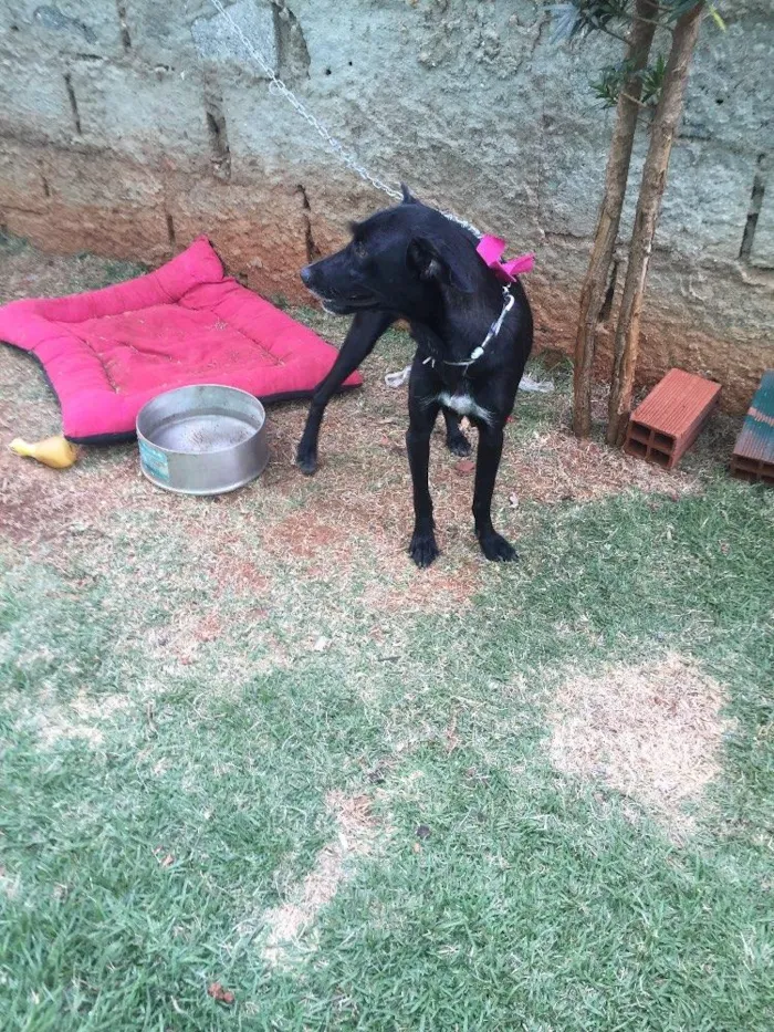 Cachorro ra a SRD  idade 2 anos nome Vick