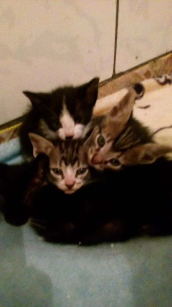 Gato ra a Vira lata idade Abaixo de 2 meses nome Não possuem nome
