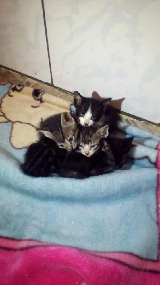 Gato ra a Vira lata idade Abaixo de 2 meses nome Não possuem nome