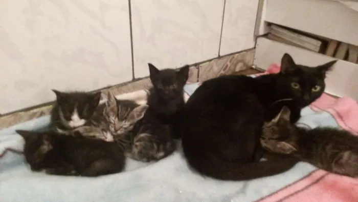 Gato ra a Vira lata idade Abaixo de 2 meses nome Não possuem nome