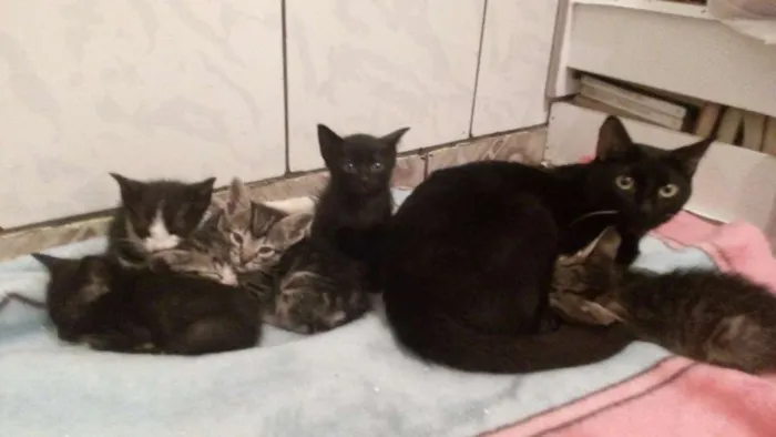Gato ra a Vira lata idade Abaixo de 2 meses nome Não possuem nome