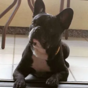 Cachorro raça Bulldog Françês idade 6 ou mais anos nome Dimi