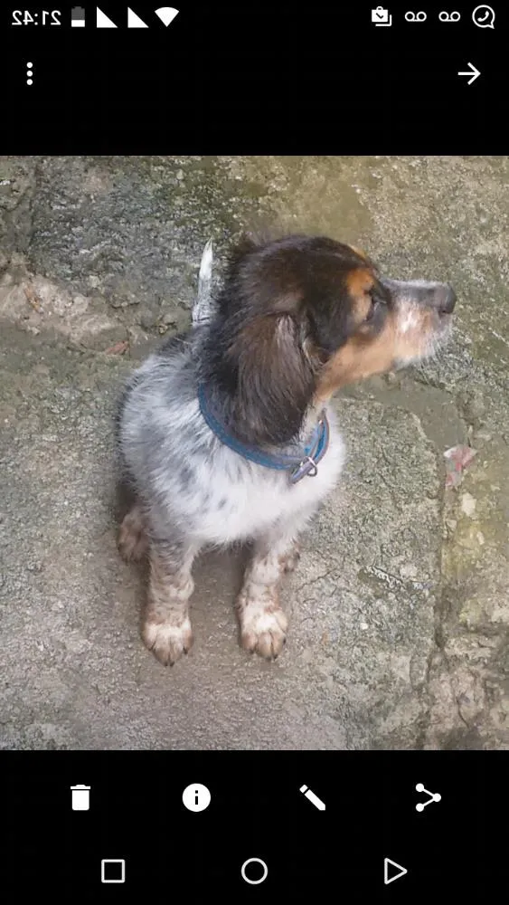Cachorro ra a Vira lata com beagle idade 1 ano nome Billy