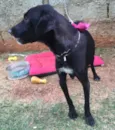 Vick