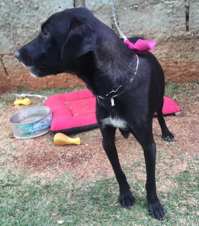 Cachorro ra a SRD  idade 2 anos nome Vick