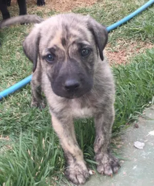 Cachorro raça SRD  idade  nome Sem nome