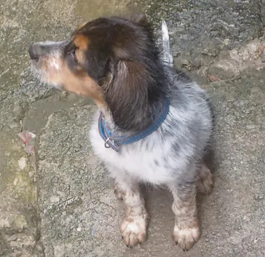 Cachorro ra a Vira lata com beagle idade 1 ano nome Billy