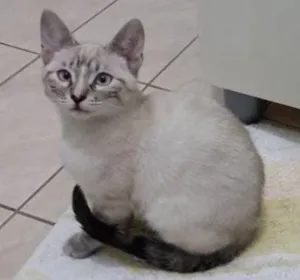 Gato raça Sem raça  idade 7 a 11 meses nome Nina e Princesa