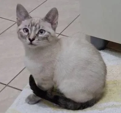 Gato ra a Sem raça  idade 7 a 11 meses nome Nina e Princesa
