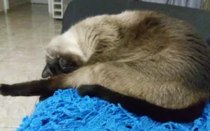 Gato raça Siamês  idade 2 anos nome Marrie