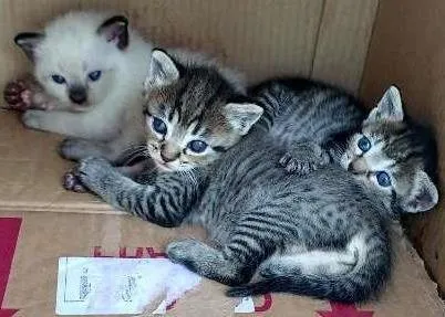 Gato ra a Siamês Mestiço  idade Abaixo de 2 meses nome Brisa